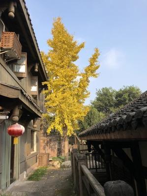 成都周邊隱藏一個(gè)4A級(jí)古鎮(zhèn),門(mén)票0元,在山水之間,正越來(lái)越火