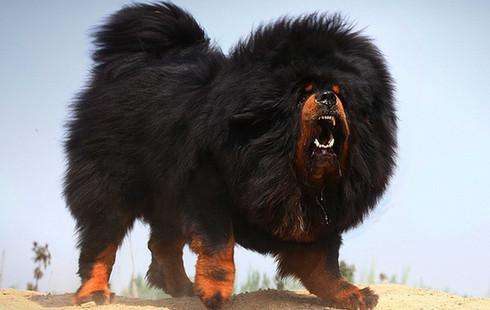 狗能打敗狼嗎 在相同體重條件下,任何狗都不是狼的對(duì)手